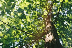 david-vig-qwHHOC2z5Xs-unsplash david-vig-qwHHOC2z5Xs-unsplash